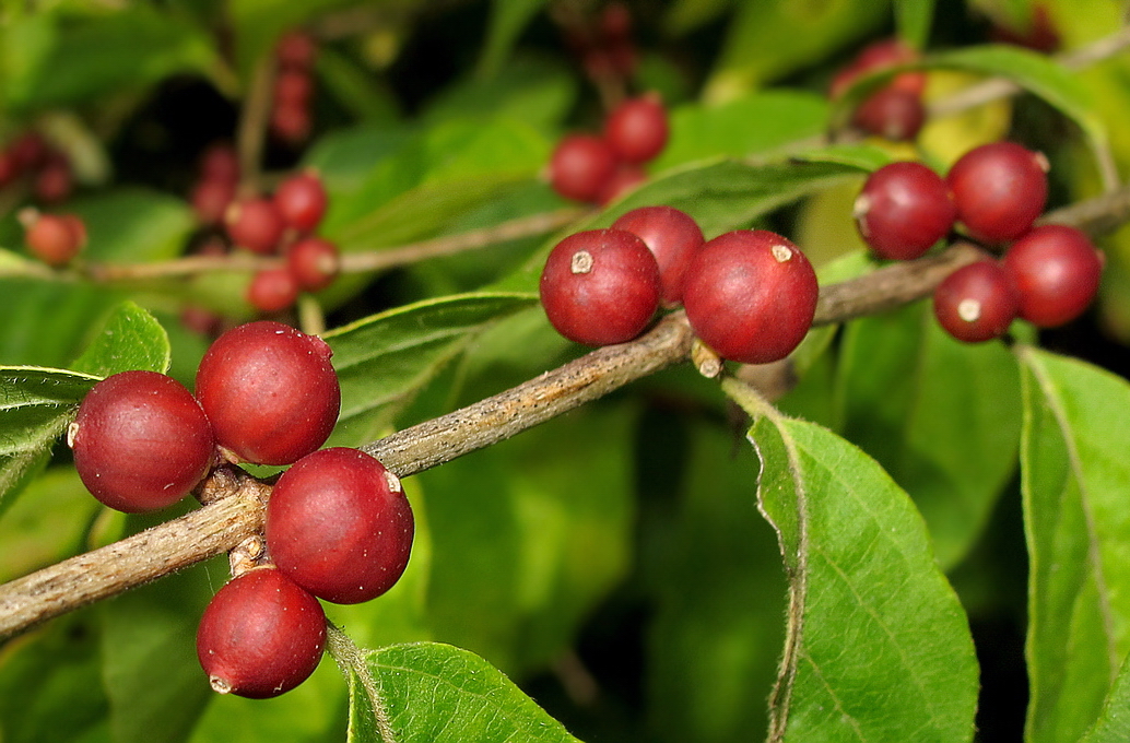 Image of Lonicera maackii specimen.