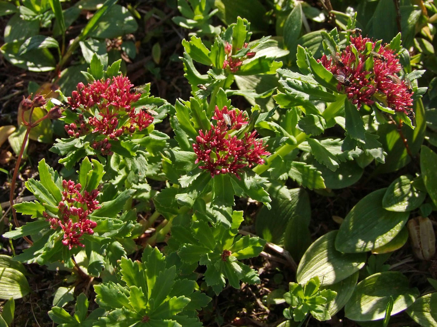 Изображение особи Rhodiola integrifolia.