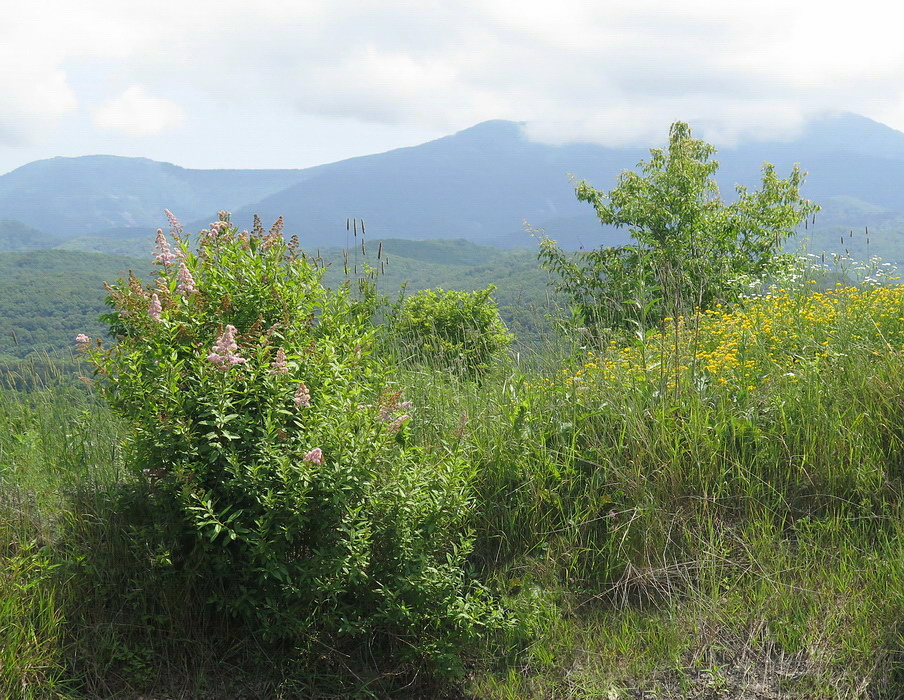 Image of Spiraea salicifolia specimen.