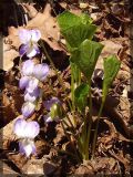 Viola mirabilis. Цветущее растение. Республика Татарстан, Верхнеуслонский район. Май 2005 г.