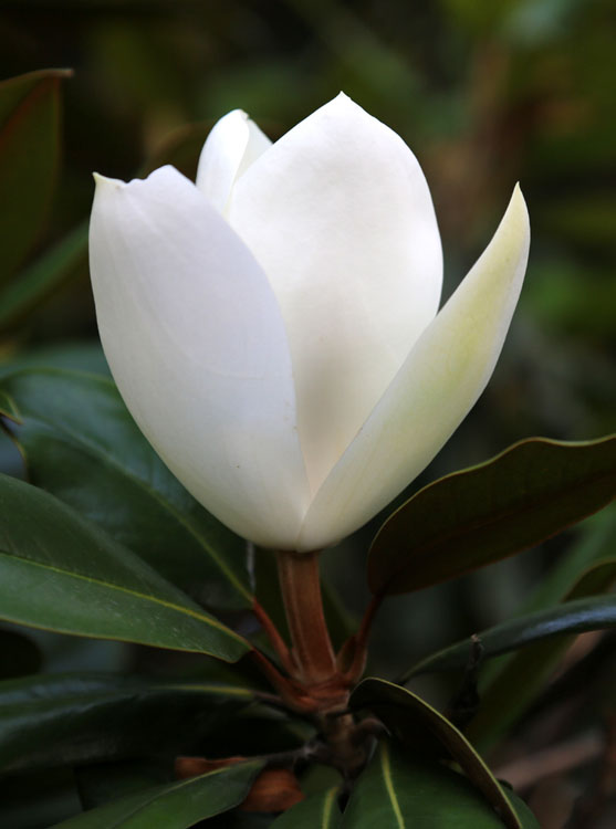 Image of Magnolia grandiflora specimen.