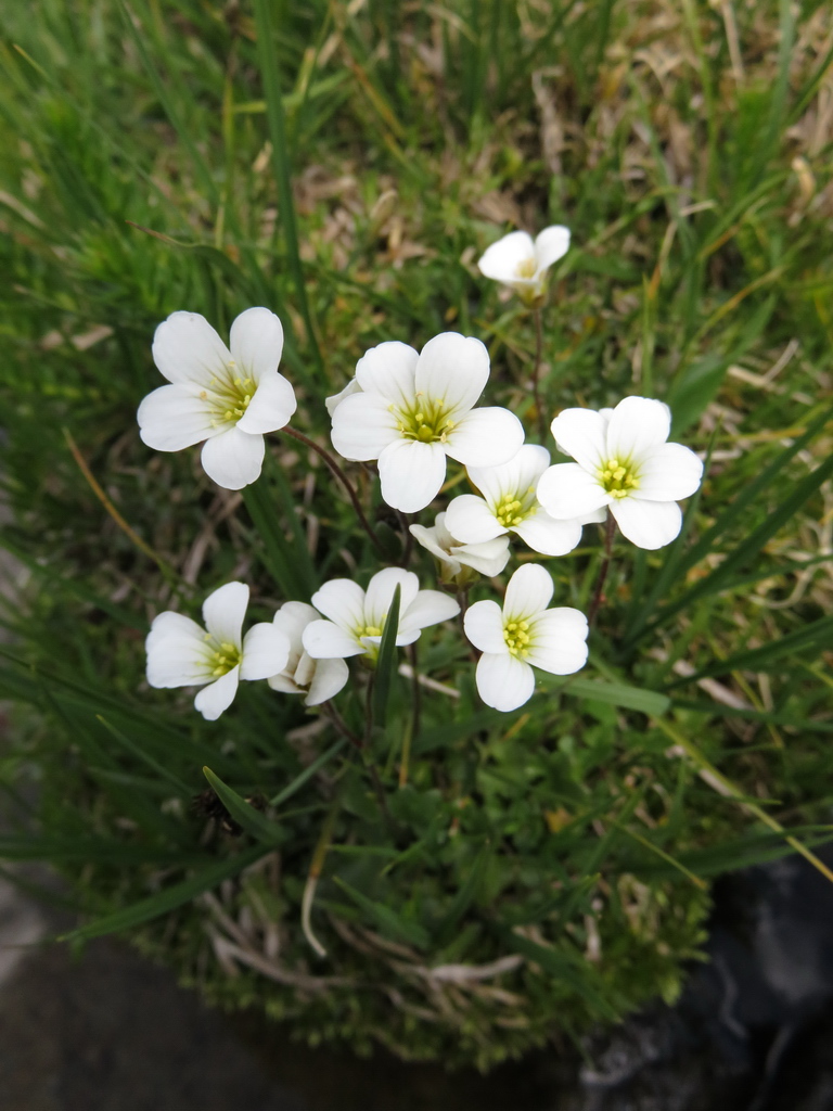 Image of Saxifraga sibirica specimen.