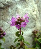 Thymus zheguliensis