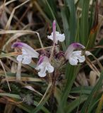 Pedicularis cheilanthifolia