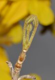 Handroanthus chrysanthus