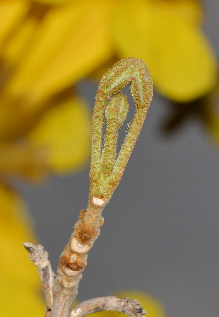 Image of Handroanthus chrysanthus specimen.