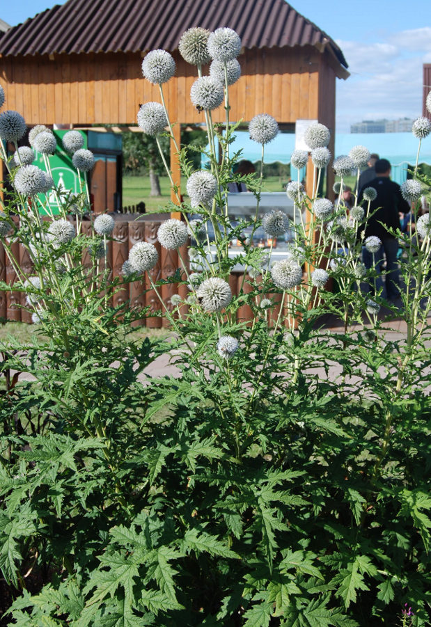 Image of Echinops exaltatus specimen.