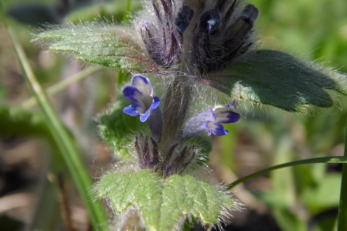 Изображение особи Ajuga orientalis.