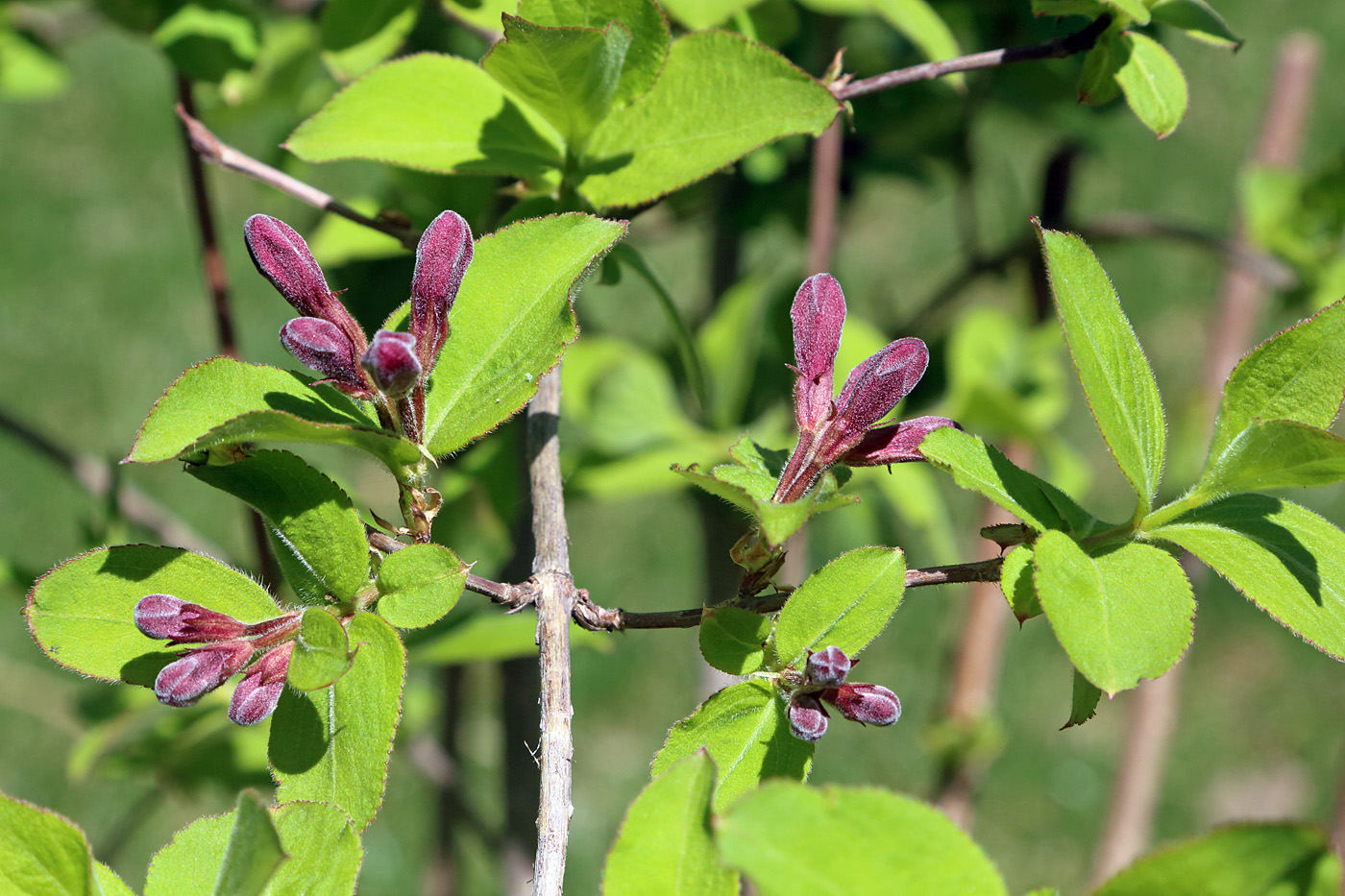 Image of Weigela praecox specimen.