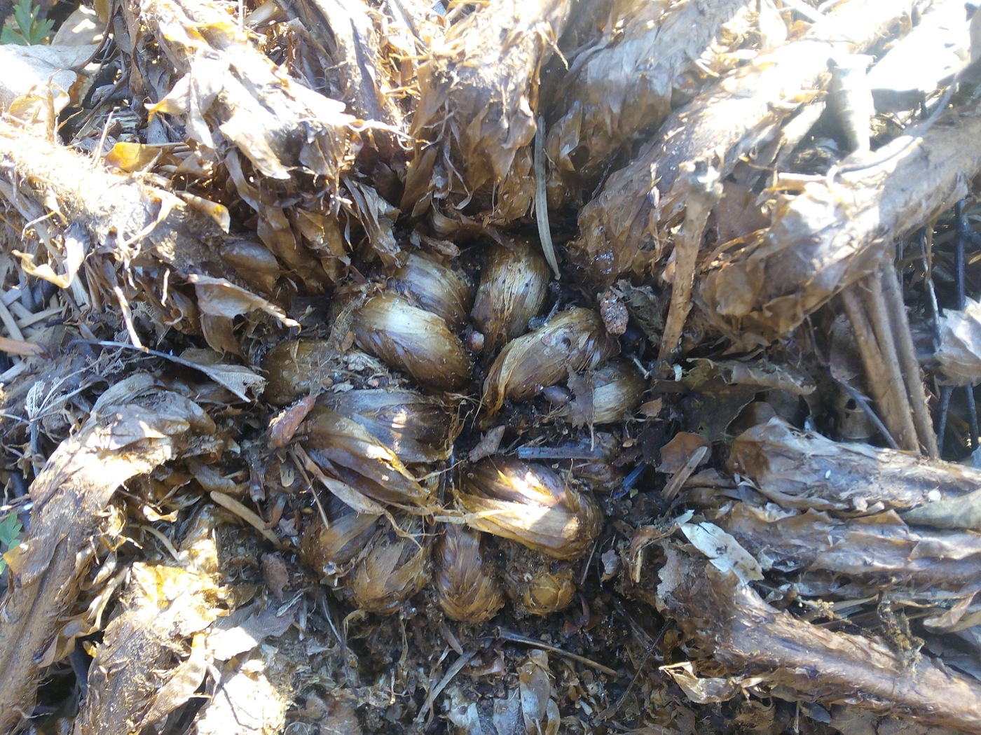 Image of Dryopteris crassirhizoma specimen.