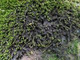 genus Leptogium