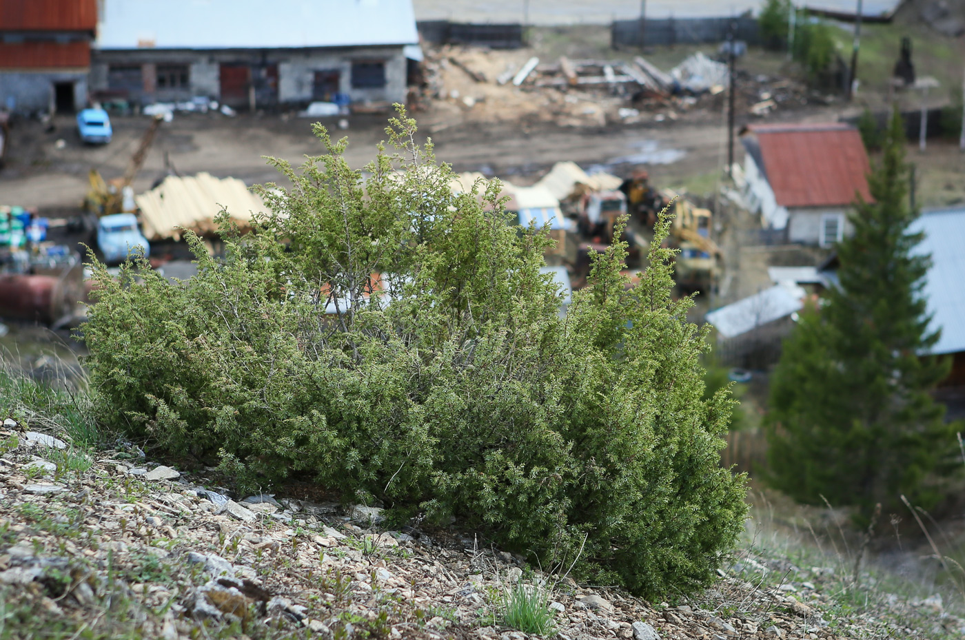 Image of Juniperus communis specimen.