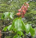 Aesculus × carnea