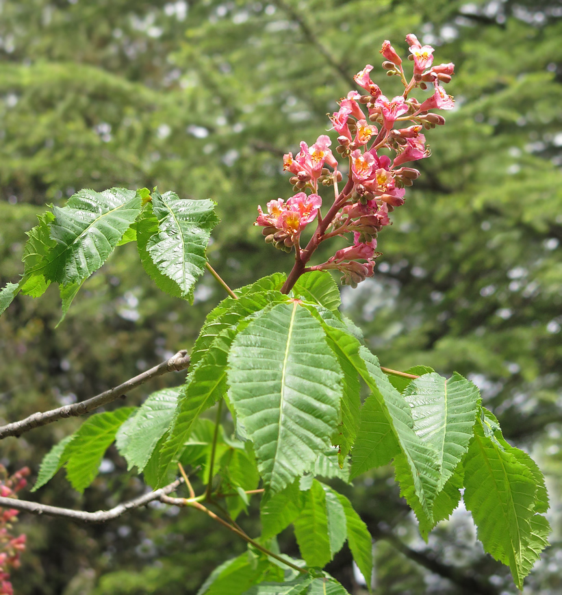 Image of Aesculus &times; carnea specimen.