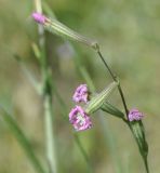 Image of taxon representative. Author is Роланд Цандекидис