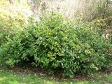 Viburnum suspensum