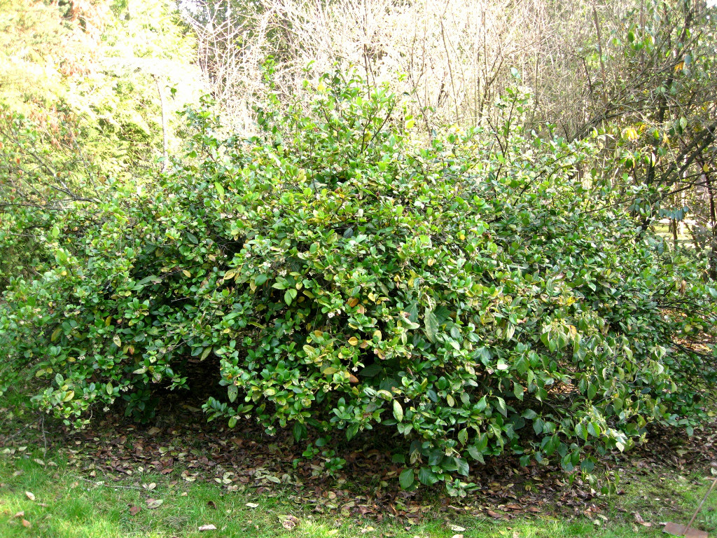 Image of Viburnum suspensum specimen.