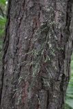Milium effusum