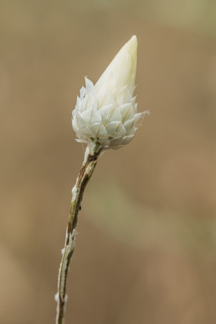 Изображение особи Xeranthemum annuum.