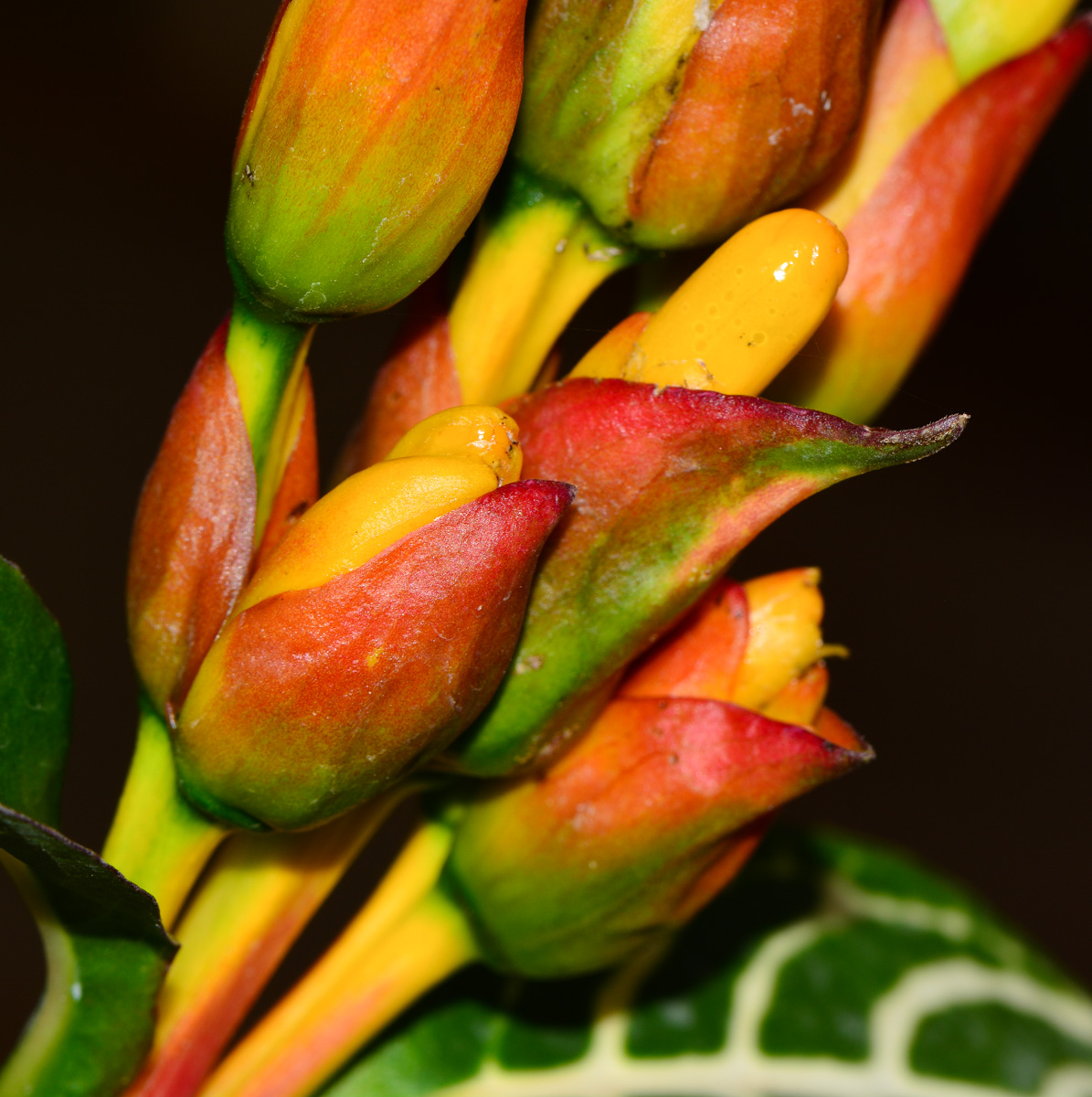 Изображение особи Sanchezia speciosa.