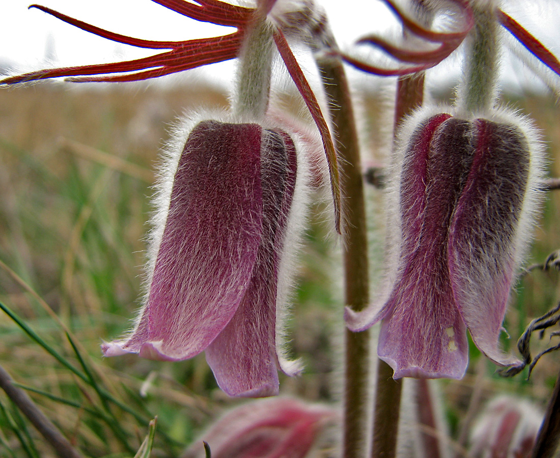 Image of Pulsatilla pratensis specimen.