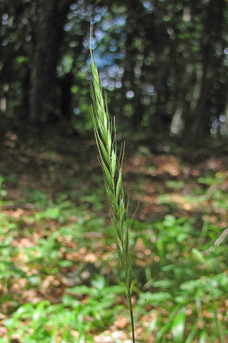 Image of Elymus caninus specimen.