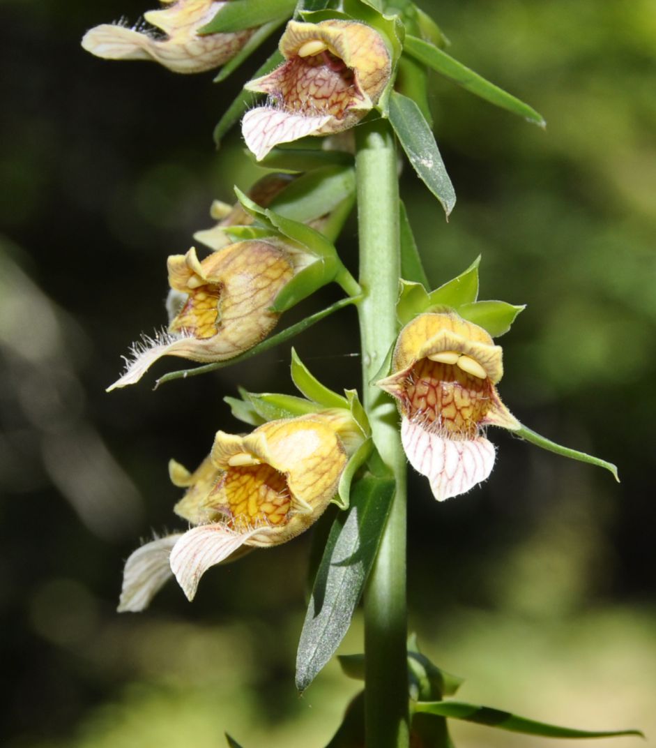 Изображение особи Digitalis laevigata.