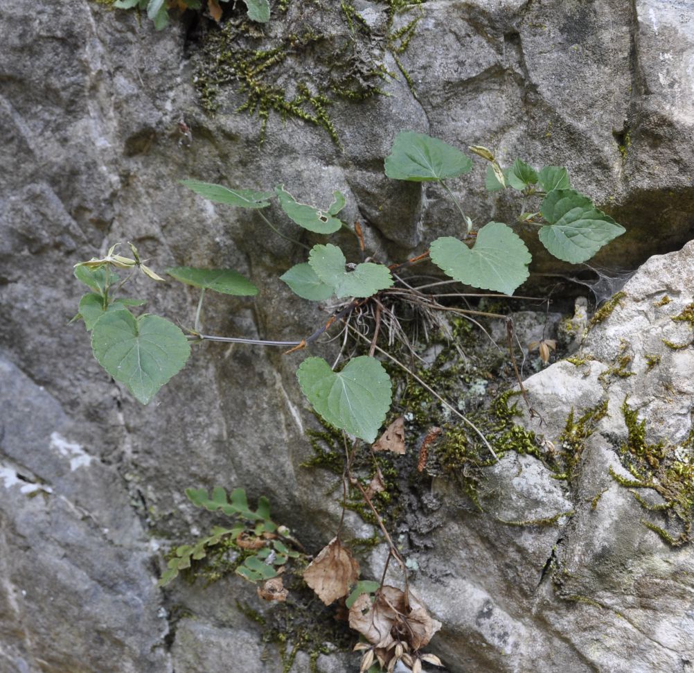 Image of genus Viola specimen.