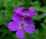 Geranium palustre