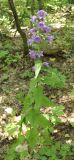 Campanula trachelium