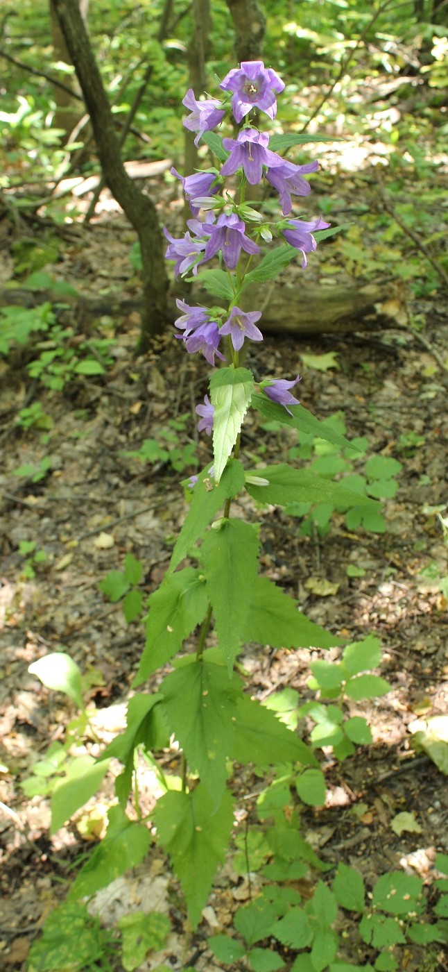 Image of Campanula trachelium specimen.