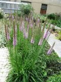 Liatris spicata. Цветущее растение. Волгоград, Ботсад ВГСПУ, в культуре. 25.07.2016.