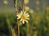 Lactuca saligna