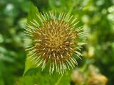 Cirsium oleraceum