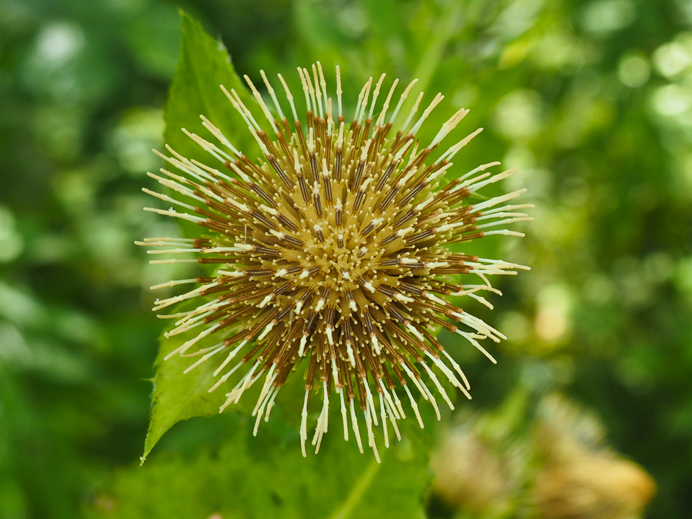 Изображение особи Cirsium oleraceum.