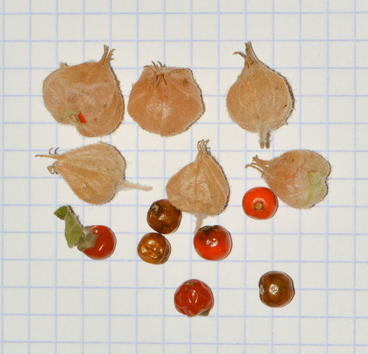 Image of Withania somnifera specimen.