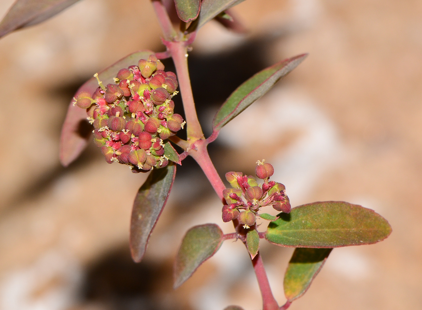 Изображение особи Euphorbia hirta.