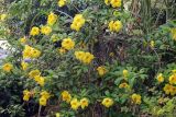 Allamanda cathartica