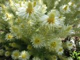 Phylica pubescens