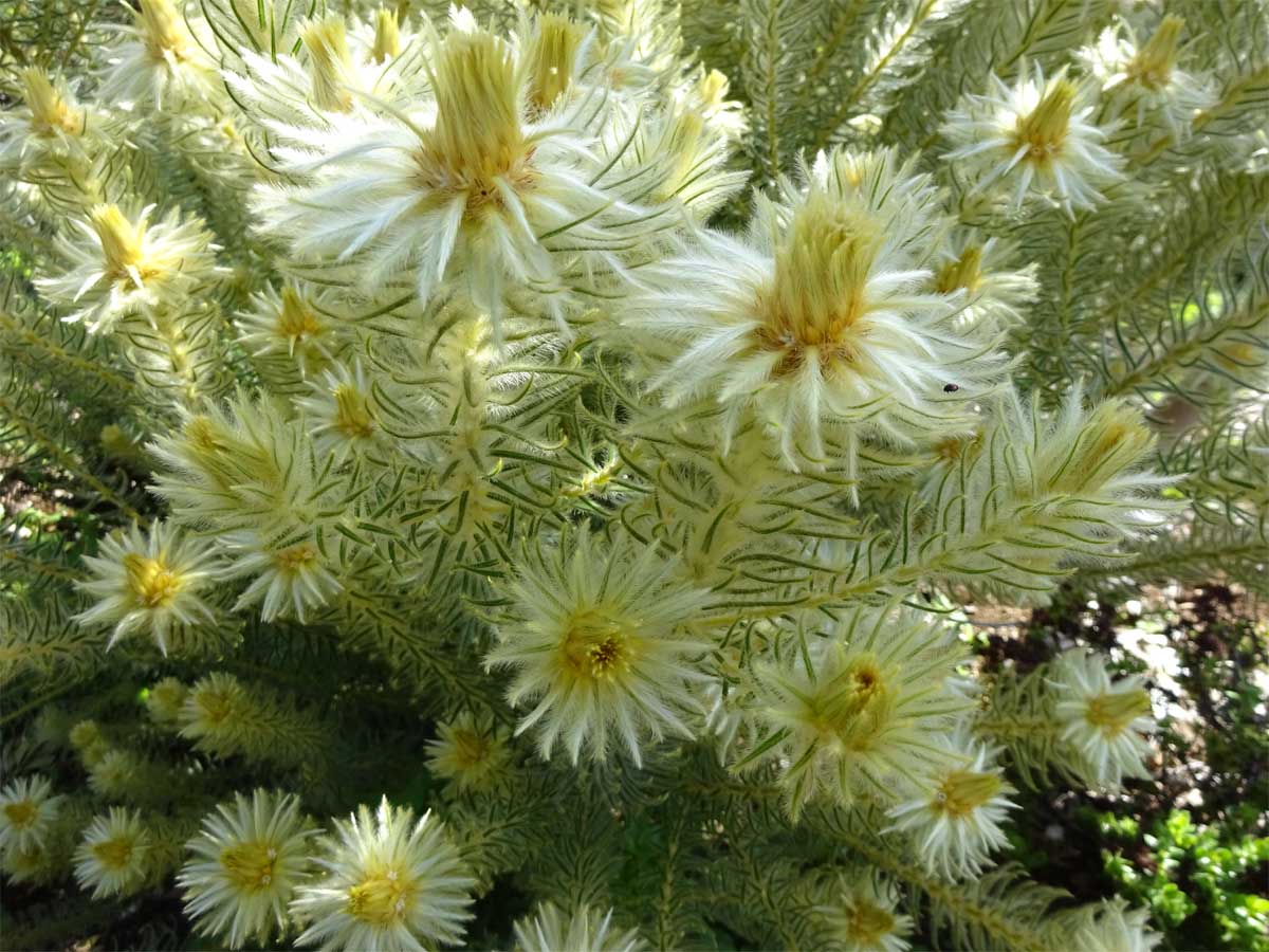 Image of Phylica pubescens specimen.