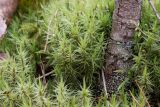 Dicranum polysetum