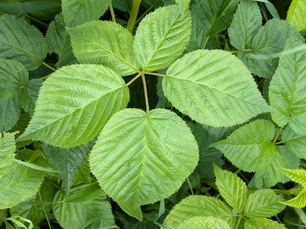 Изображение особи Rubus nessensis.