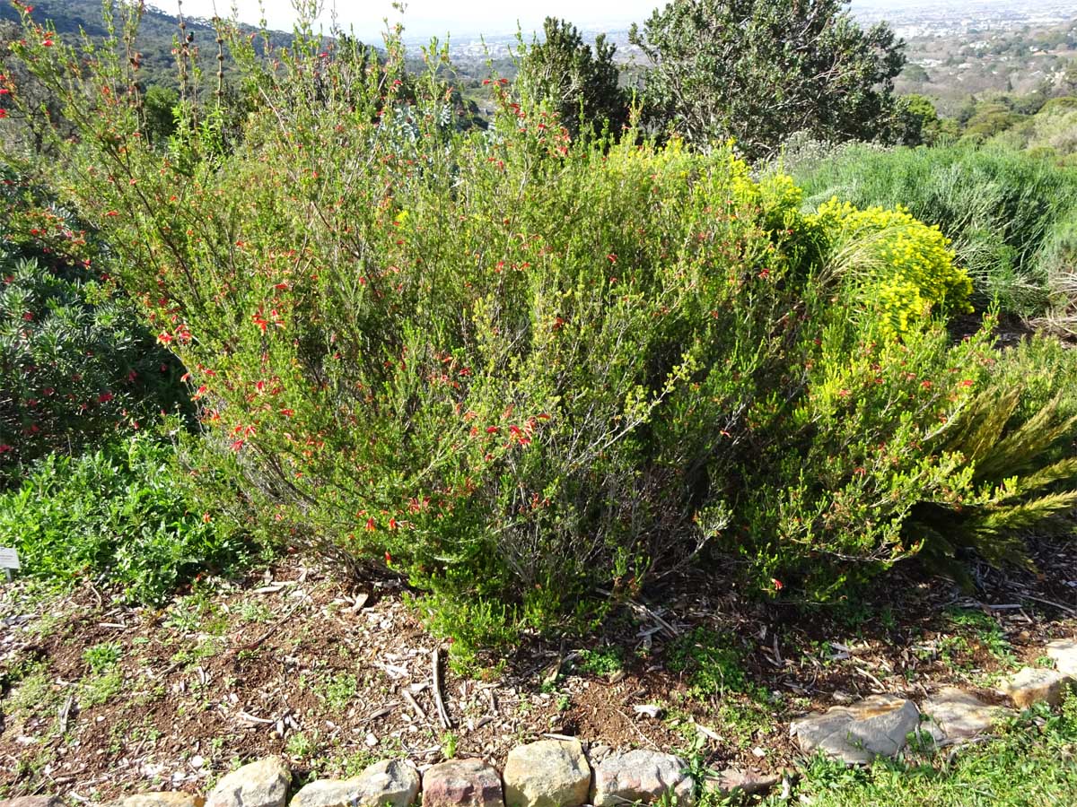 Image of Erica discolor specimen.