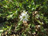 Stellaria ruscifolia. Цветок и листья. Магаданская обл., Ольский р-н, Ольское шоссе, щебнистый склон близ дороги. 07.07.2015.