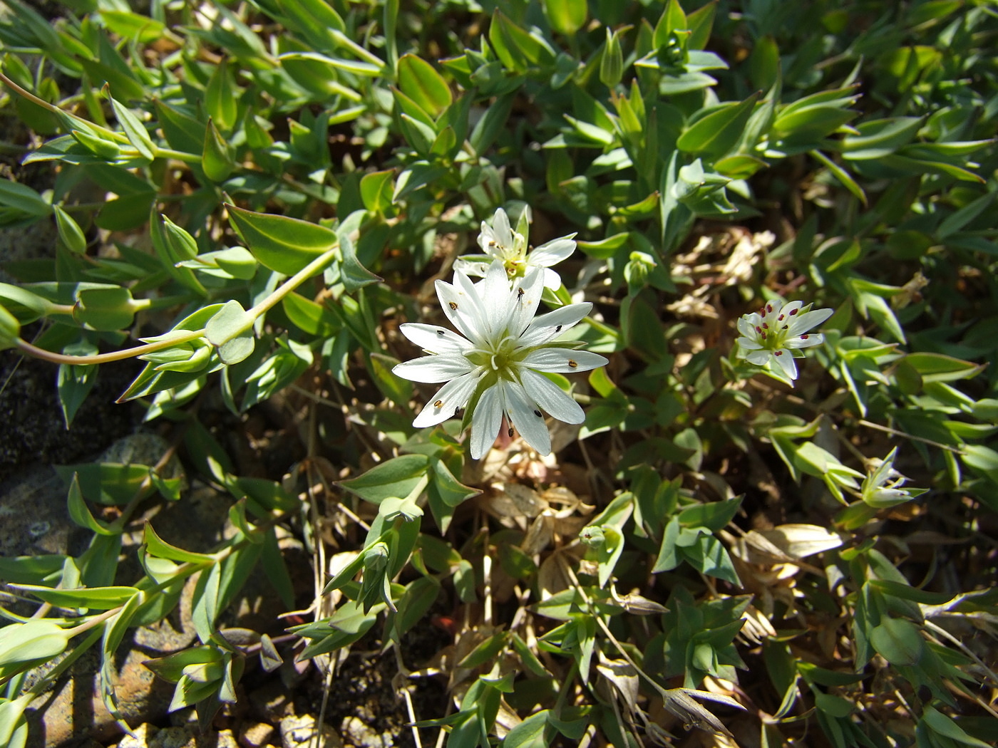 Изображение особи Stellaria ruscifolia.