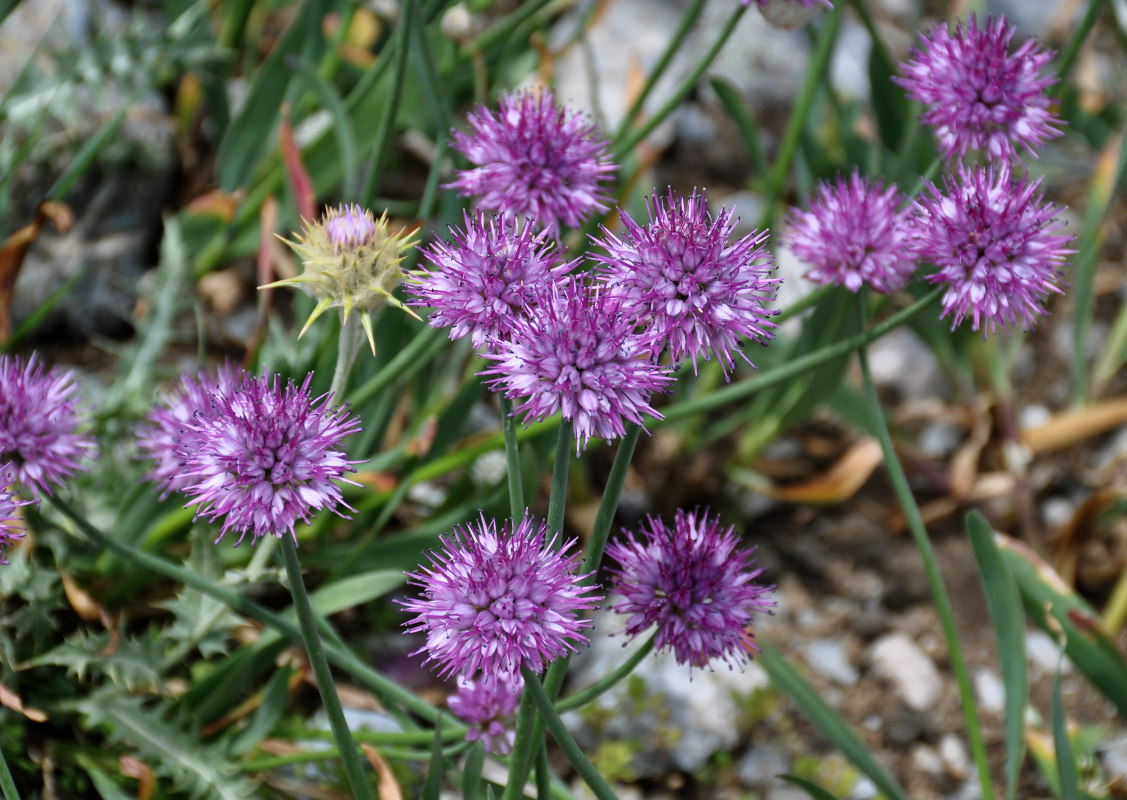 Image of Allium carolinianum specimen.