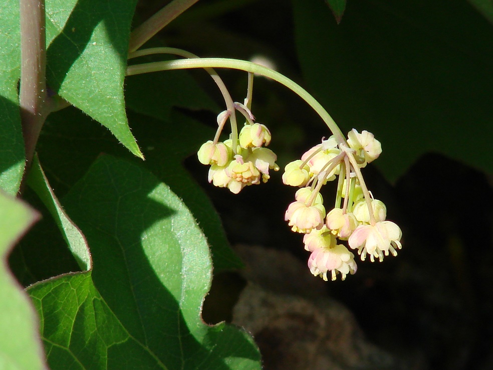 Image of Menispermum dauricum specimen.