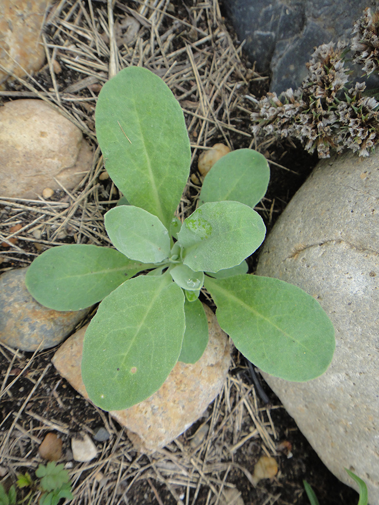 Изображение особи семейство Brassicaceae.