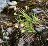 Carex bigelowii