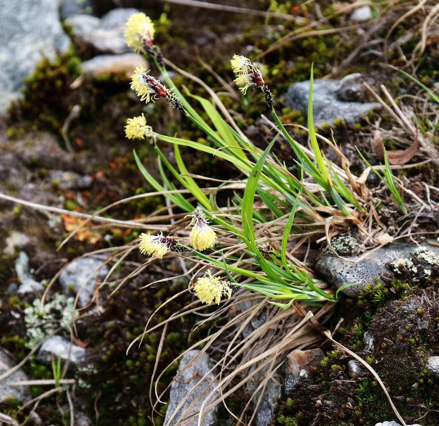 Изображение особи Carex bigelowii.